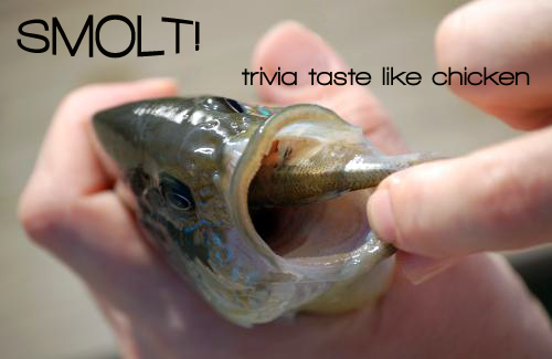 Smolt! - It depends